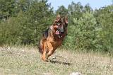 BERGER ALLEMAND 121